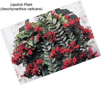 Lipstick Plant (Aeschynanthus radicans)