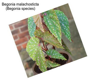 Begonia malachosticta (Begonia species)