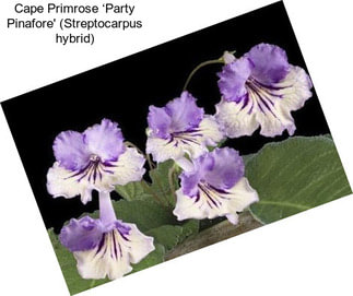 Cape Primrose ‘Party Pinafore\' (Streptocarpus hybrid)