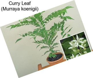 Curry Leaf (Murraya koenigii)