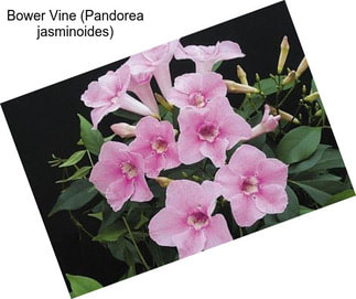 Bower Vine (Pandorea jasminoides)