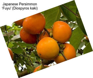 Japanese Persimmon ‘Fuyu\' (Diospyros kaki)