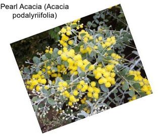 Pearl Acacia (Acacia podalyriifolia)