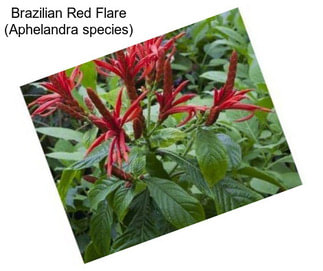 Brazilian Red Flare (Aphelandra species)
