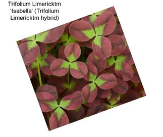 Trifolium Limericktm ‘Isabella\' (Trifolium Limericktm hybrid)