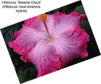 Hibiscus ‘Swamp Cloud\' (Hibiscus rosa-sinensis hybrid)