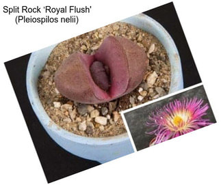 Split Rock ‘Royal Flush\' (Pleiospilos nelii)