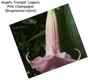 Angel\'s Trumpet ‘Logee\'s Pink Champagne\' (Brugmansia hybrid)