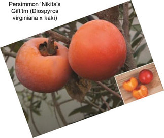 Persimmon ‘Nikita\'s Gift\'tm (Diospyros virginiana x kaki)