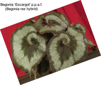 Begonia ‘Escargot\' p.p.a.f. (Begonia rex hybrid)