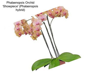 Phalaenopsis Orchid ‘Showpiece\' (Phalaenopsis hybrid)