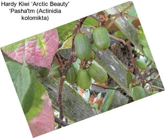 Hardy Kiwi ‘Arctic Beauty\' ‘Pasha\'tm (Actinidia kolomikta)