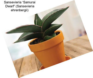 Sansevieria ‘Samurai Dwarf\' (Sansevieria ehrenbergii)