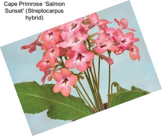 Cape Primrose ‘Salmon Sunset\' (Streptocarpus hybrid)