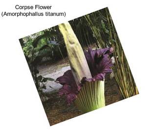 Corpse Flower (Amorphophallus titanum)