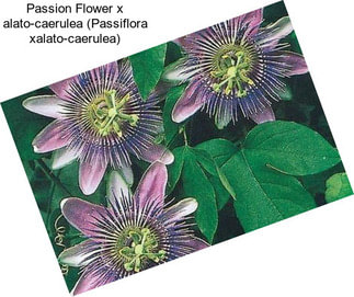 Passion Flower x alato-caerulea (Passiflora xalato-caerulea)