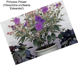 Princess Flower (Tibouchina urvilleana ‘Edwardsii\')