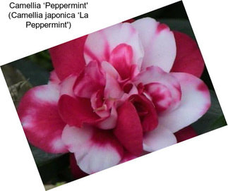 Camellia ‘Peppermint\' (Camellia japonica ‘La Peppermint\')