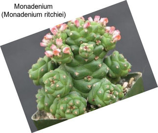 Monadenium (Monadenium ritchiei)