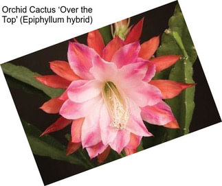 Orchid Cactus ‘Over the Top\' (Epiphyllum hybrid)