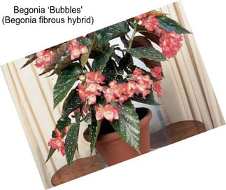 Begonia ‘Bubbles\' (Begonia fibrous hybrid)