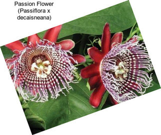 Passion Flower (Passiflora x decaisneana)