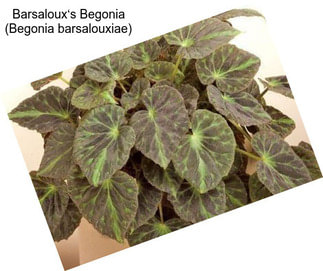 Barsaloux‘s Begonia (Begonia barsalouxiae)