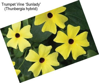 Trumpet Vine ‘Sunlady\' (Thunbergia hybrid)