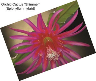 Orchid Cactus ‘Shimmer\' (Epiphyllum hybrid)