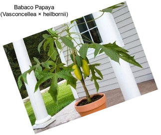 Babaco Papaya (Vasconcellea × heilbornii)