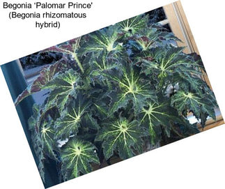 Begonia ‘Palomar Prince\' (Begonia rhizomatous hybrid)