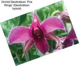 Orchid Dendrobium ‘Fire Wings\' (Dendrobium hybrid)