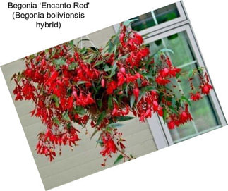 Begonia ‘Encanto Red\' (Begonia boliviensis hybrid)