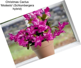 Christmas Cactus ‘Modesto\' (Schlumbergera hybrid)