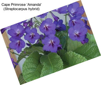 Cape Primrose ‘Amanda\' (Streptocarpus hybrid)