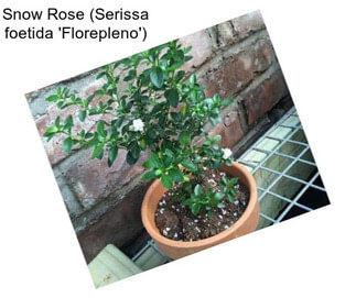 Snow Rose (Serissa foetida \'Florepleno\')