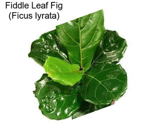 Fiddle Leaf Fig (Ficus lyrata)