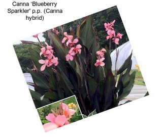 Canna ‘Blueberry Sparkler\' p.p. (Canna hybrid)
