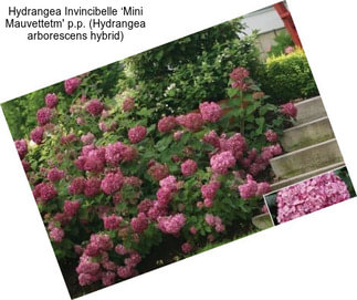 Hydrangea Invincibelle ‘Mini Mauvettetm\' p.p. (Hydrangea arborescens hybrid)