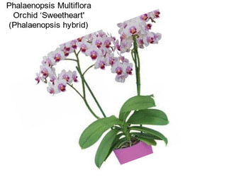 Phalaenopsis Multiflora Orchid ‘Sweetheart\' (Phalaenopsis hybrid)
