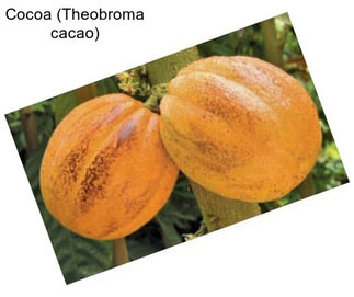 Cocoa (Theobroma cacao)