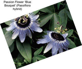 Passion Flower ‘Blue Bouquet\' (Passiflora hybrid)