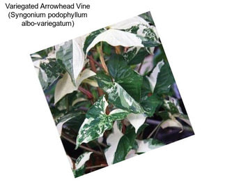 Variegated Arrowhead Vine (Syngonium podophyllum albo-variegatum)