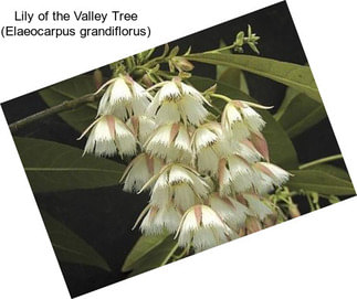 Lily of the Valley Tree (Elaeocarpus grandiflorus)