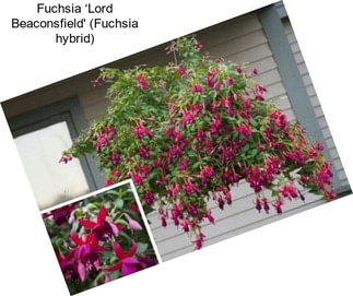 Fuchsia ‘Lord Beaconsfield\' (Fuchsia hybrid)