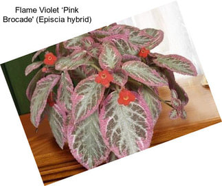 Flame Violet ‘Pink Brocade\' (Episcia hybrid)