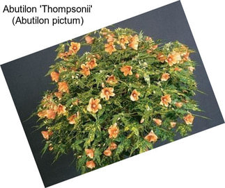 Abutilon \'Thompsonii\' (Abutilon pictum)