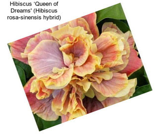 Hibiscus ‘Queen of Dreams\' (Hibiscus rosa-sinensis hybrid)