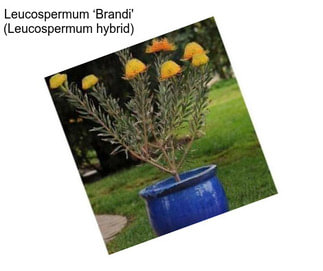 Leucospermum ‘Brandi\' (Leucospermum hybrid)