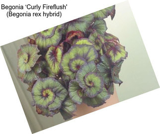 Begonia ‘Curly Fireflush\' (Begonia rex hybrid)
